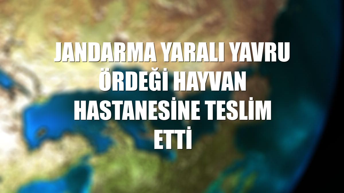 Jandarma yaralı yavru ördeği hayvan hastanesine teslim etti