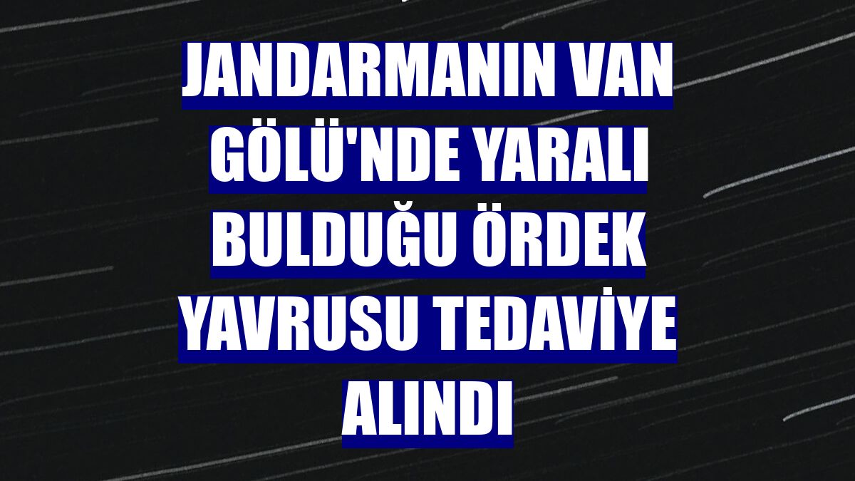 Jandarmanın Van Gölü'nde yaralı bulduğu ördek yavrusu tedaviye alındı
