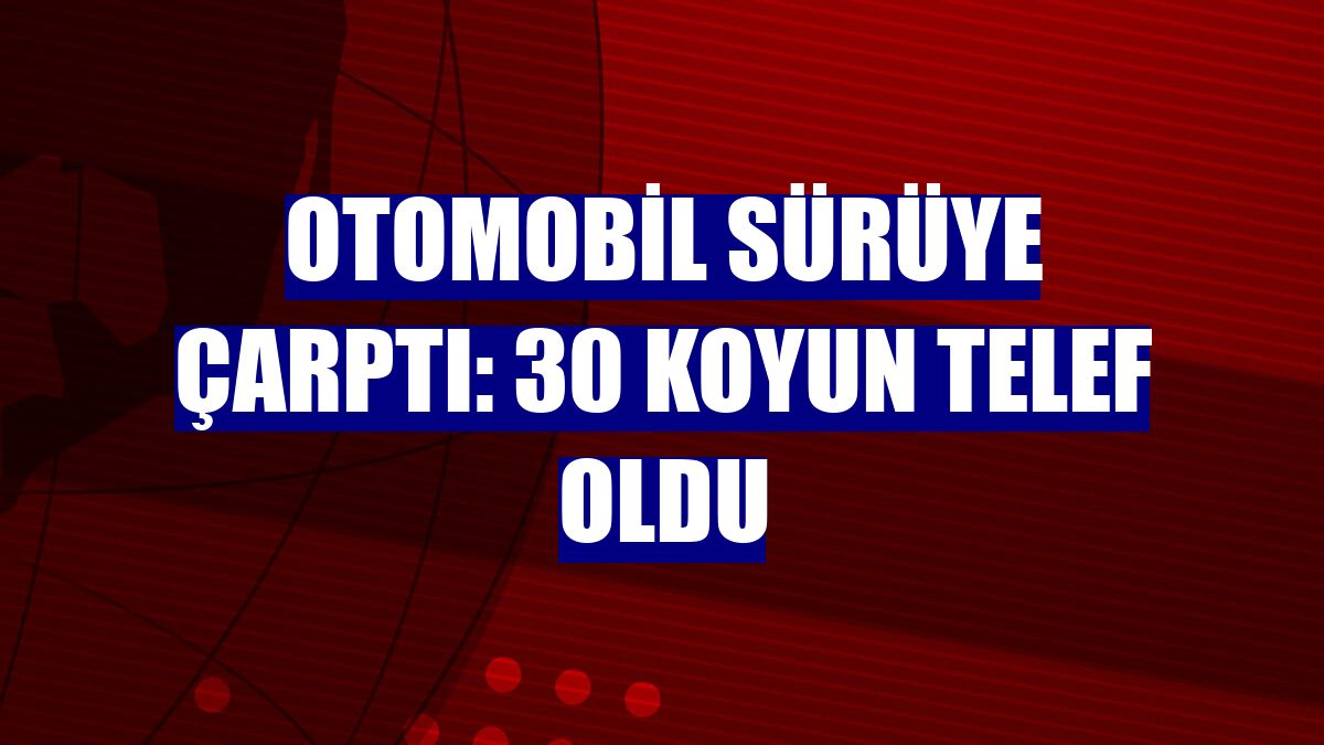 Otomobil sürüye çarptı: 30 koyun telef oldu