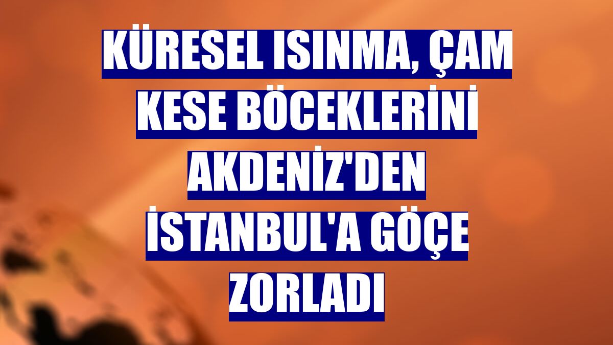 Küresel ısınma, çam kese böceklerini Akdeniz'den İstanbul'a göçe zorladı
