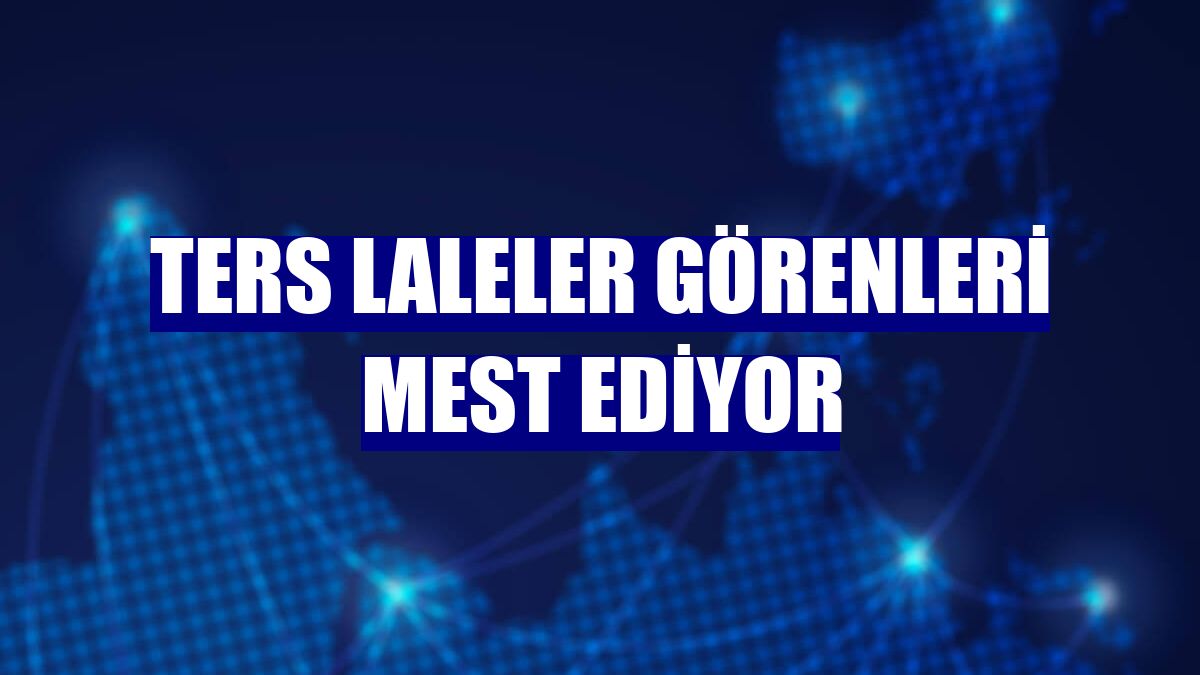 Ters laleler görenleri mest ediyor