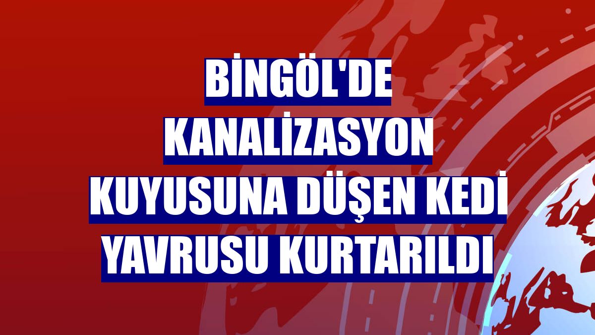 Bingöl'de kanalizasyon kuyusuna düşen kedi yavrusu kurtarıldı