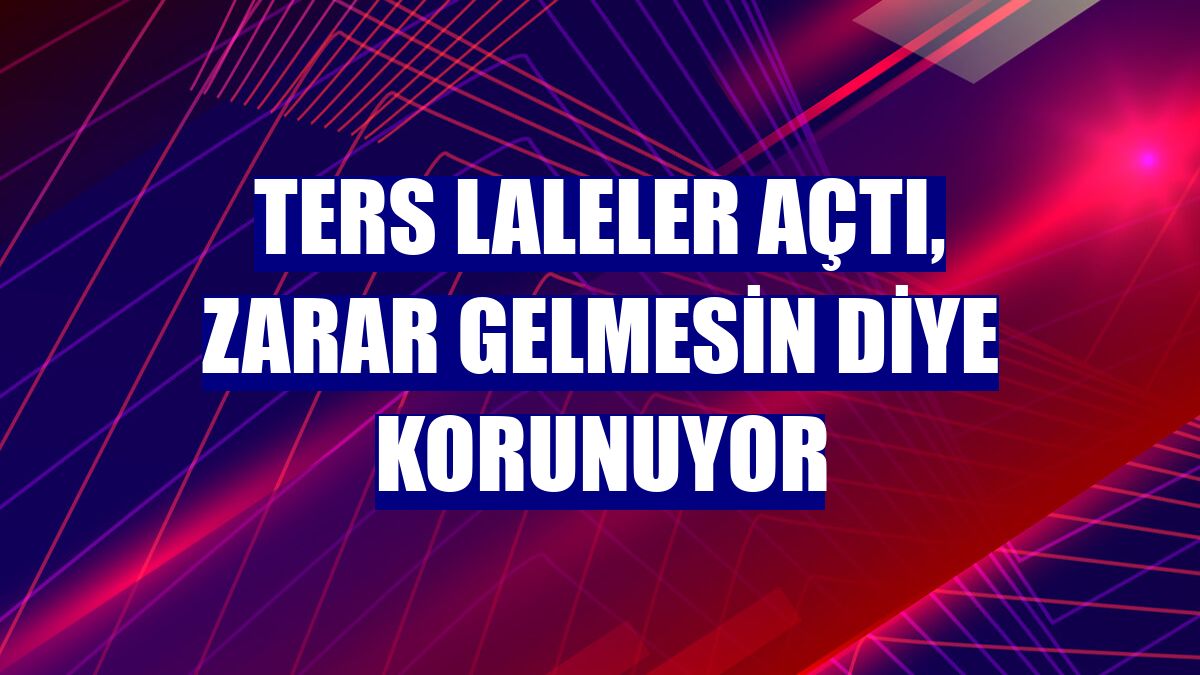 Ters laleler açtı, zarar gelmesin diye korunuyor