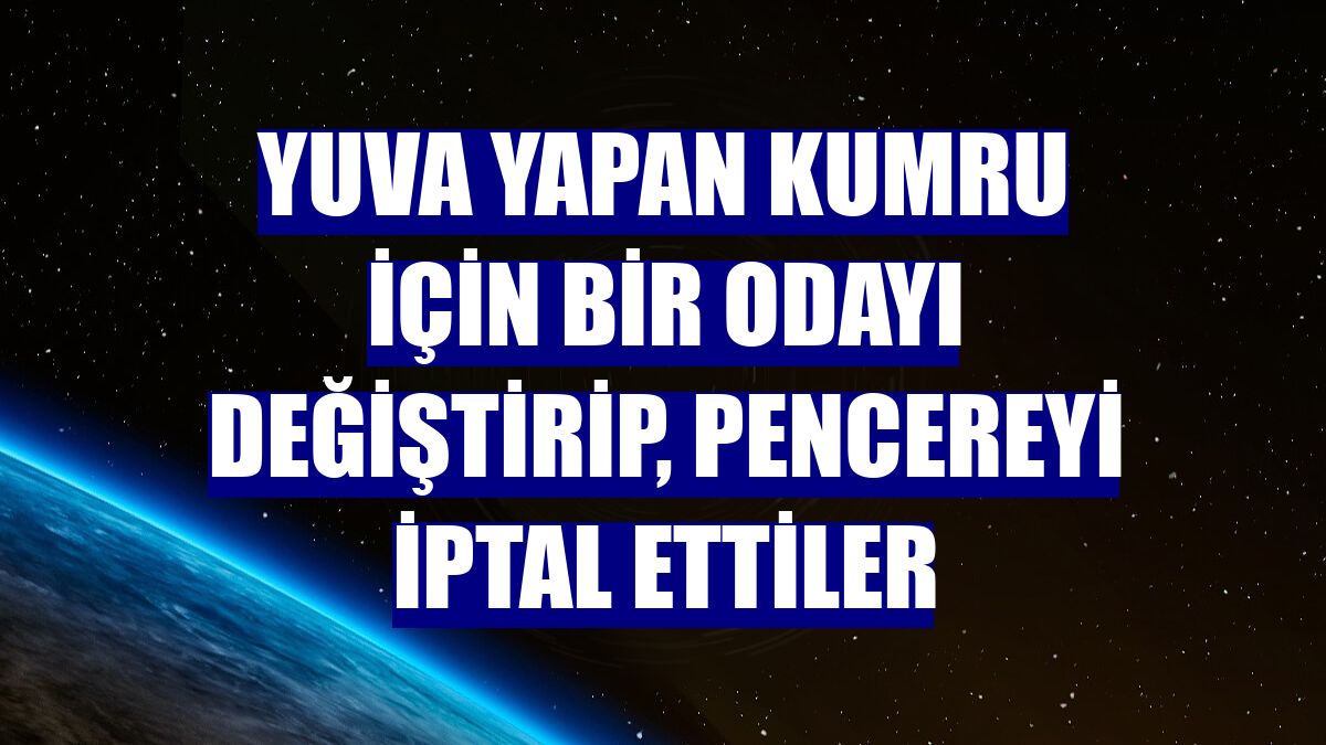 Yuva yapan kumru için bir odayı değiştirip, pencereyi iptal ettiler