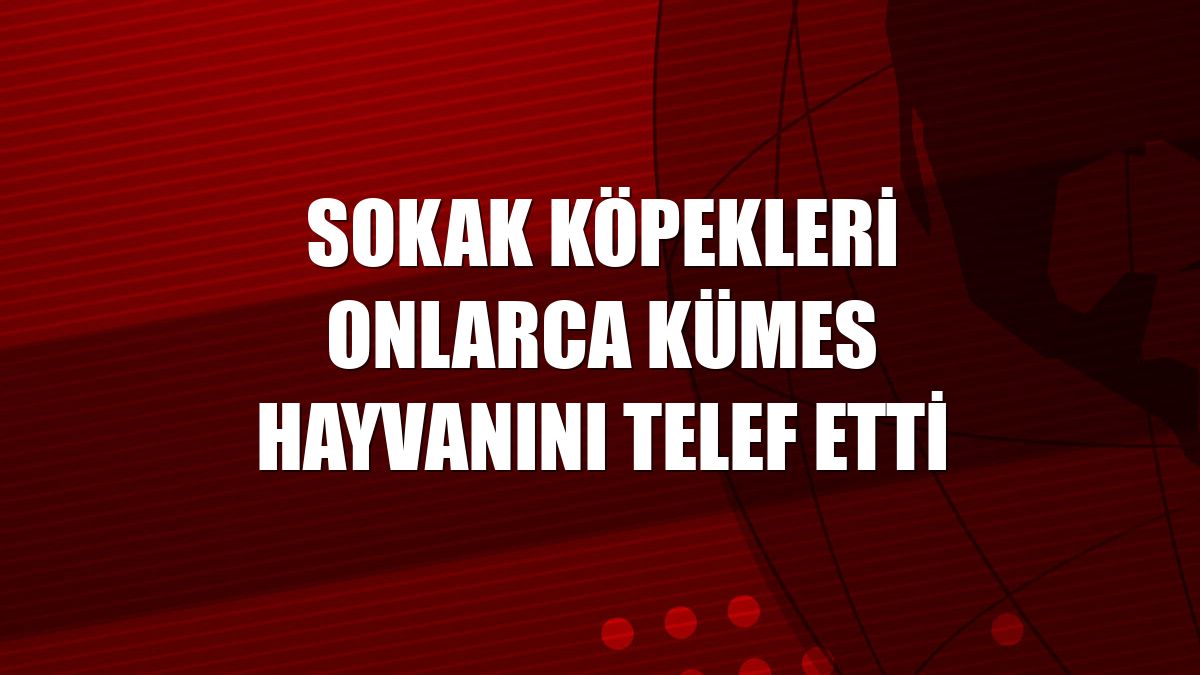 Sokak köpekleri onlarca kümes hayvanını telef etti