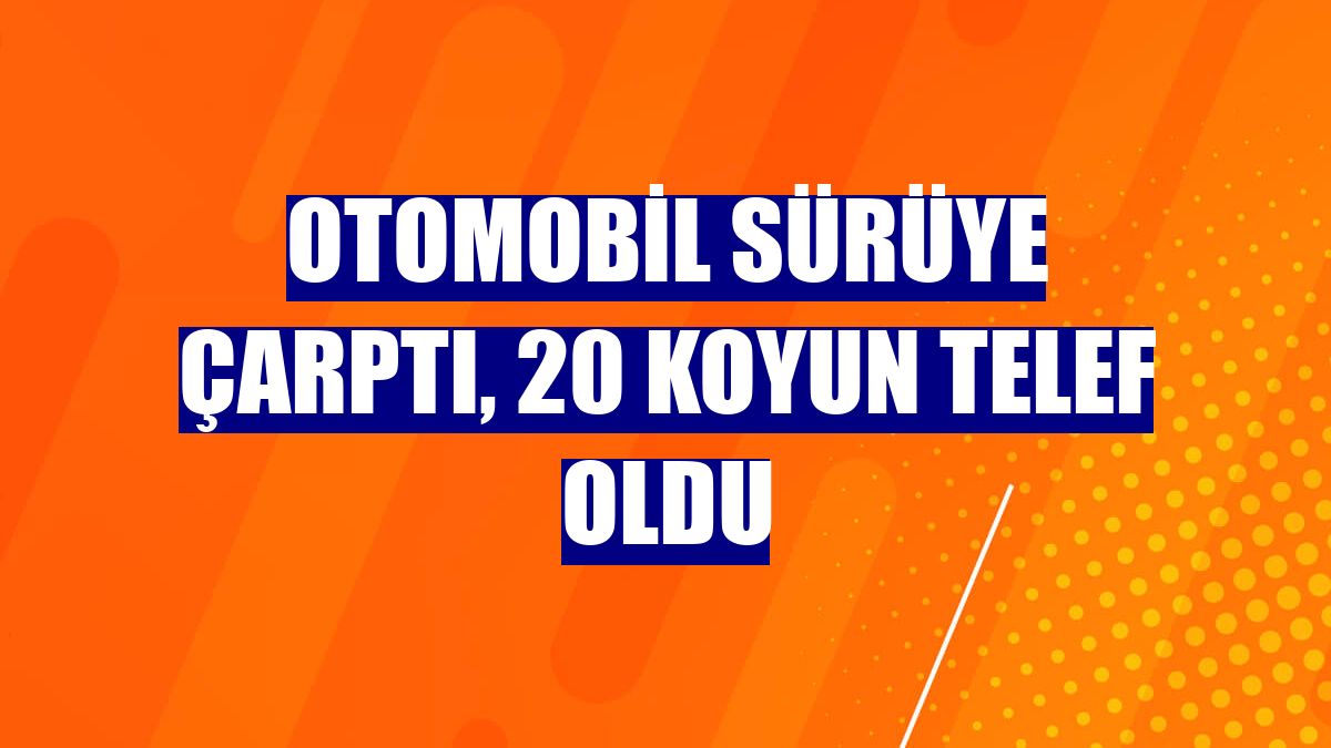 Otomobil sürüye çarptı, 20 koyun telef oldu