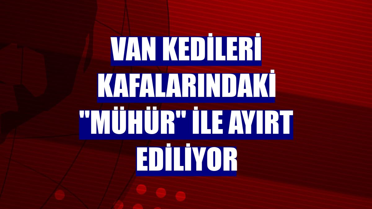 Van kedileri kafalarındaki "mühür" ile ayırt ediliyor