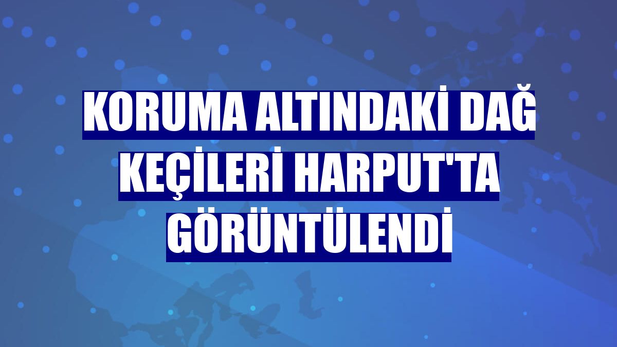 Koruma altındaki dağ keçileri Harput'ta görüntülendi