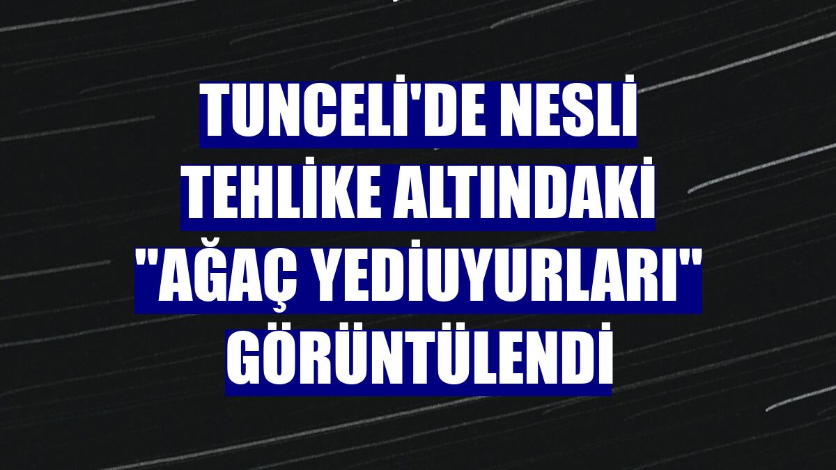 Tunceli'de nesli tehlike altındaki "ağaç yediuyurları" görüntülendi