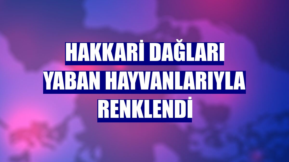 Hakkari dağları yaban hayvanlarıyla renklendi