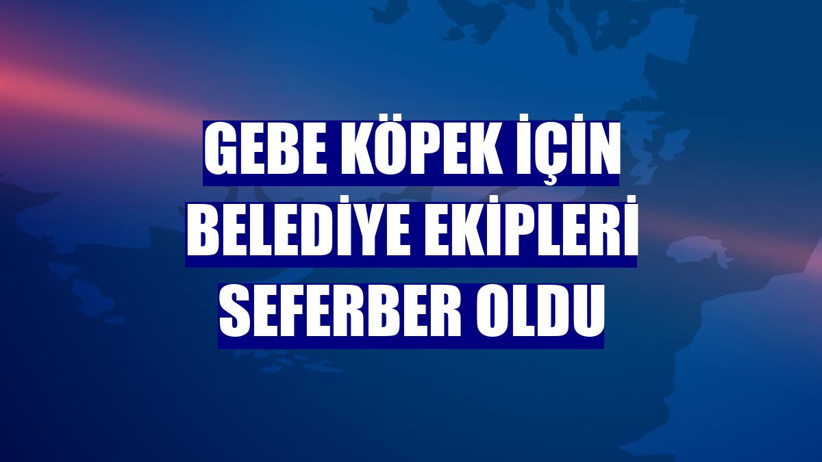 Gebe köpek için belediye ekipleri seferber oldu
