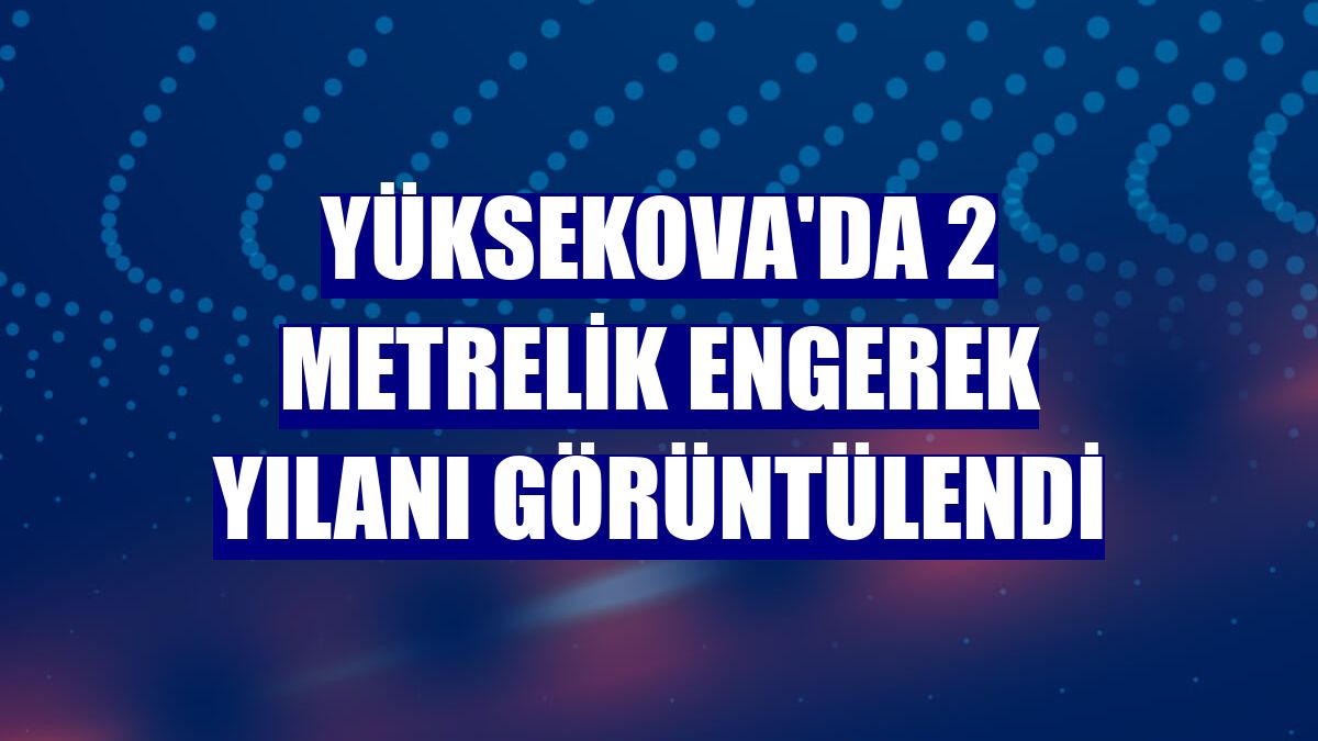 Yüksekova'da 2 metrelik engerek yılanı görüntülendi