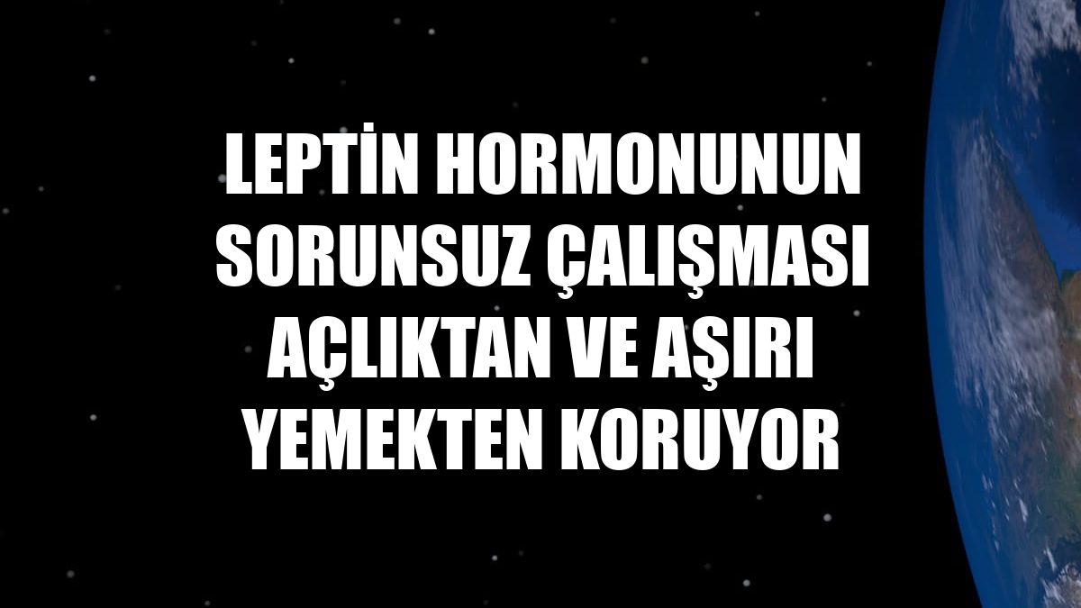 Leptin hormonunun sorunsuz çalışması açlıktan ve aşırı yemekten koruyor