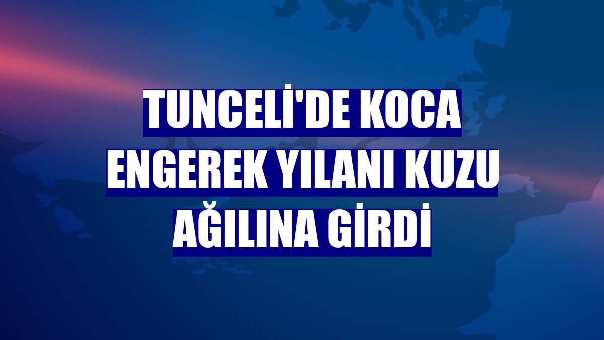 Tunceli'de koca engerek yılanı kuzu ağılına girdi