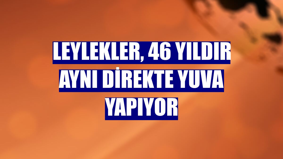 Leylekler, 46 yıldır aynı direkte yuva yapıyor