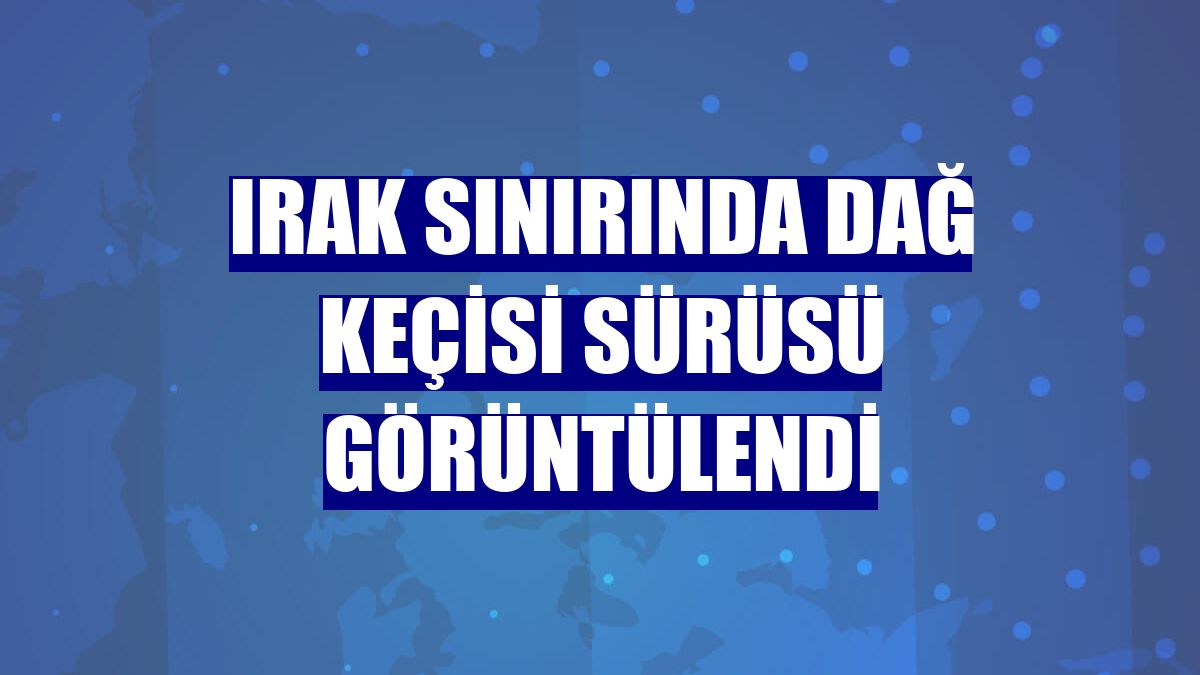 Irak sınırında dağ keçisi sürüsü görüntülendi