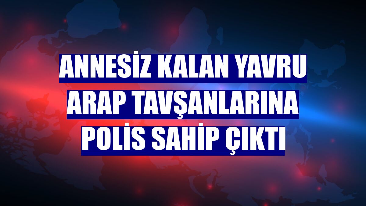 Annesiz kalan yavru Arap tavşanlarına polis sahip çıktı