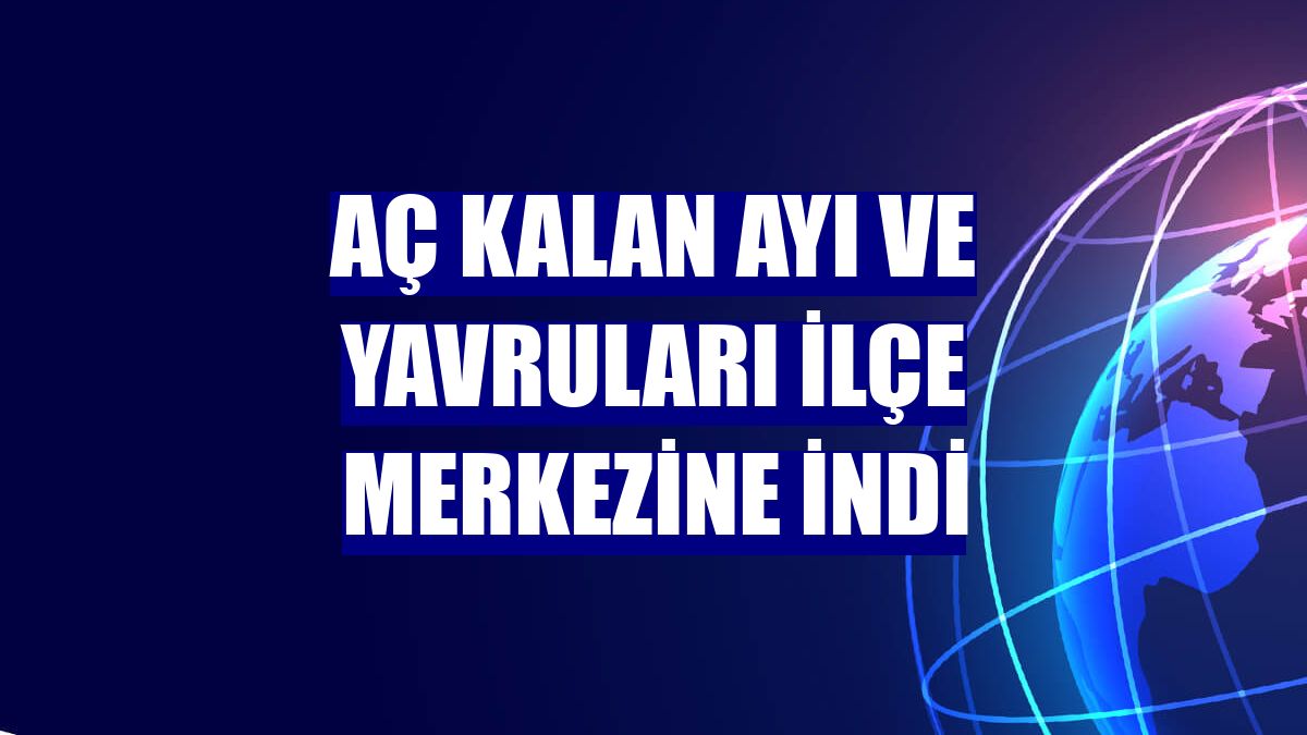 Aç kalan ayı ve yavruları ilçe merkezine indi
