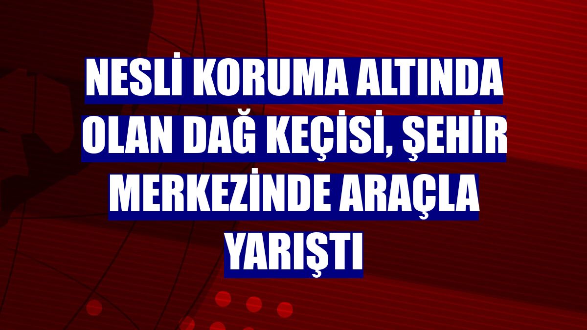 Nesli koruma altında olan dağ keçisi, şehir merkezinde araçla yarıştı