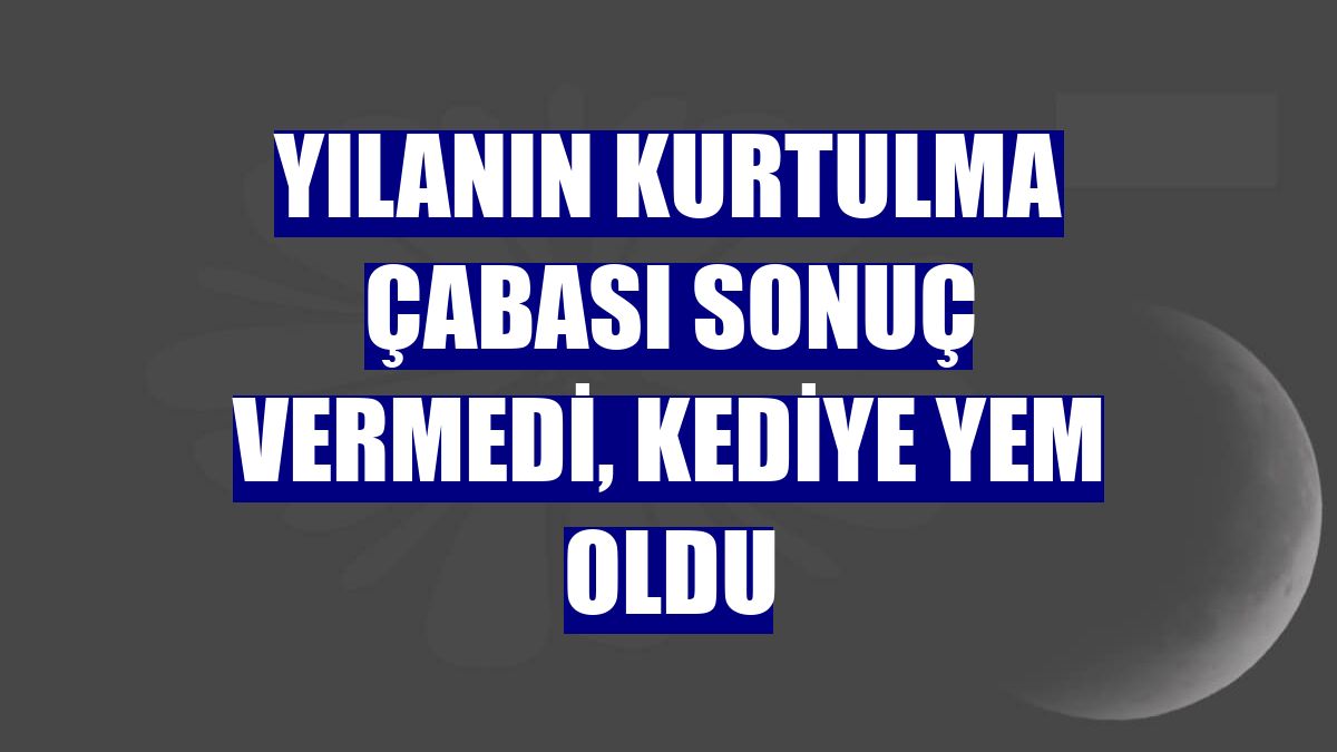 Yılanın kurtulma çabası sonuç vermedi, kediye yem oldu