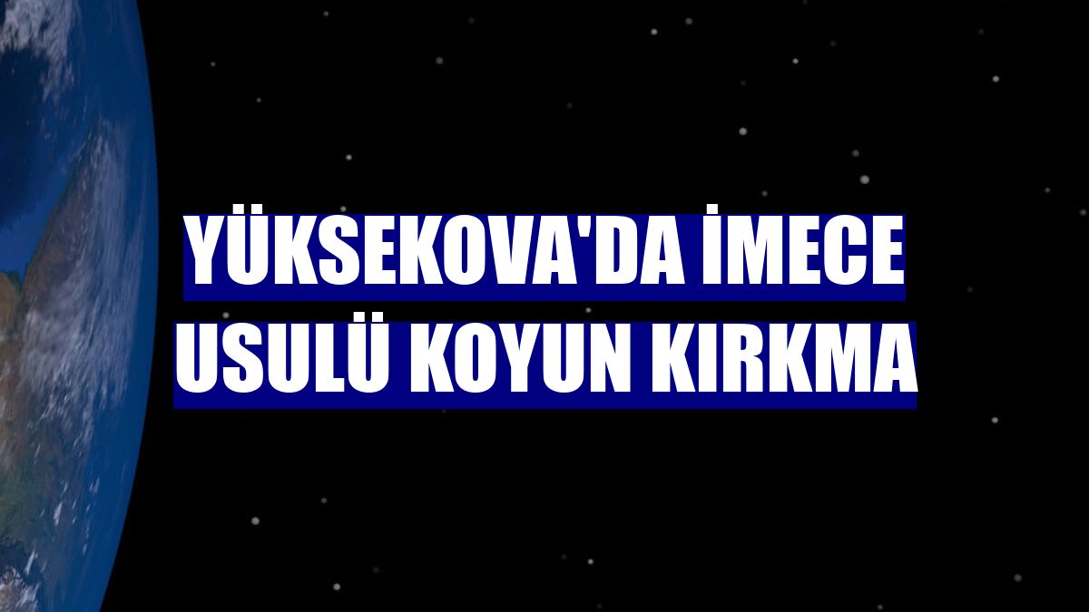 Yüksekova'da imece usulü koyun kırkma