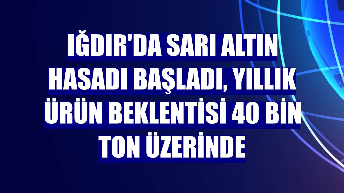 Iğdır'da sarı altın hasadı başladı, yıllık ürün beklentisi 40 bin ton üzerinde