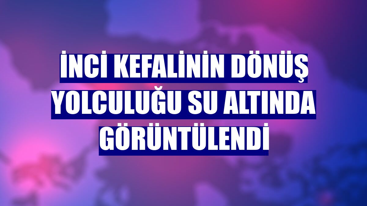 İnci kefalinin dönüş yolculuğu su altında görüntülendi