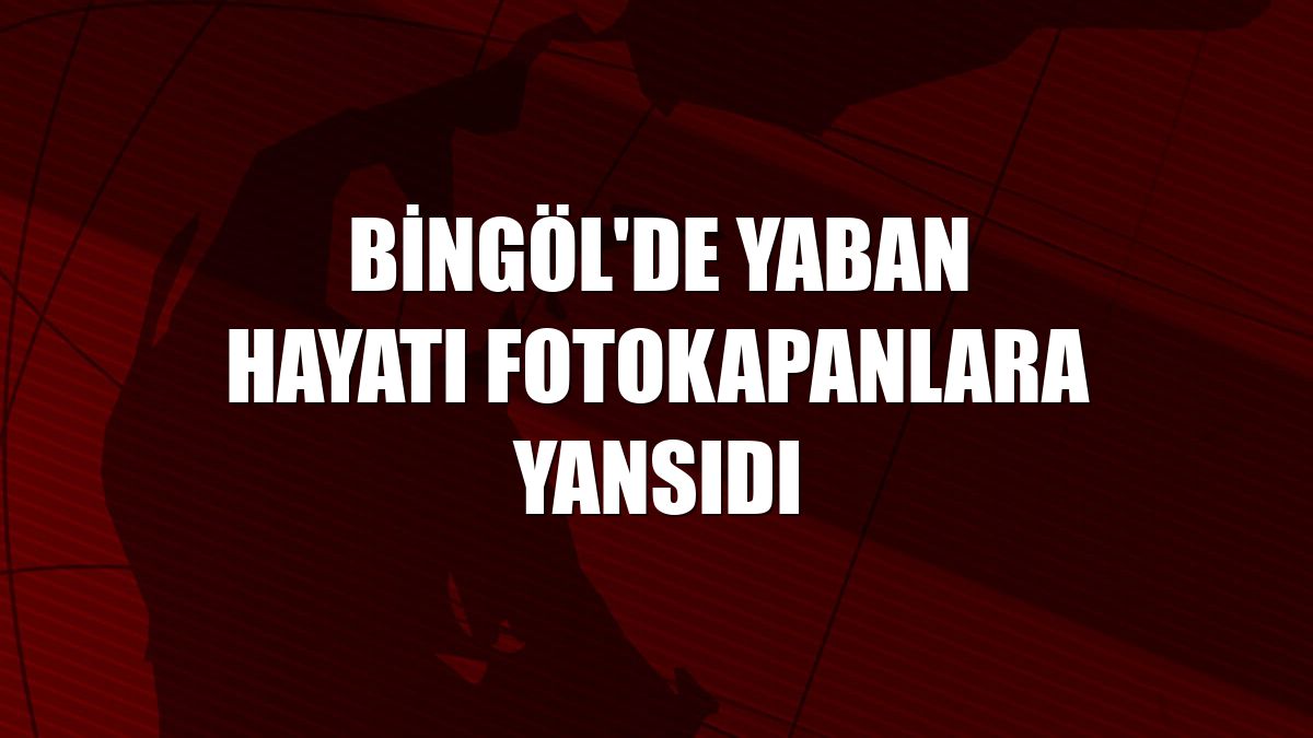 Bingöl'de yaban hayatı fotokapanlara yansıdı