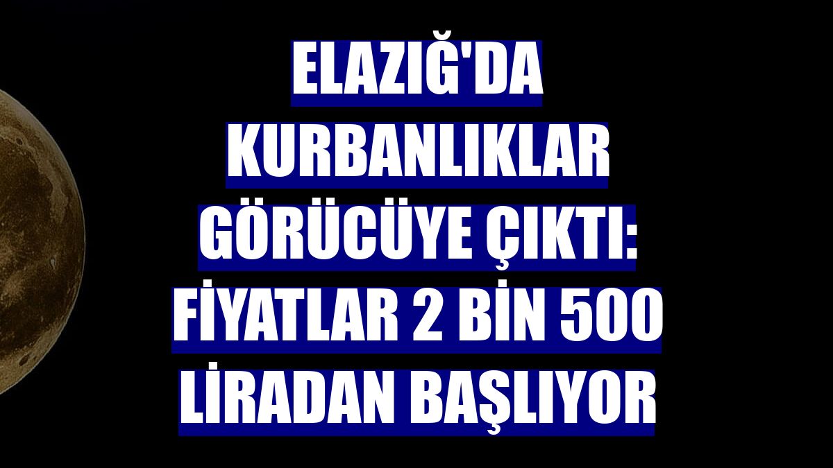 Elazığ'da kurbanlıklar görücüye çıktı: Fiyatlar 2 bin 500 liradan başlıyor
