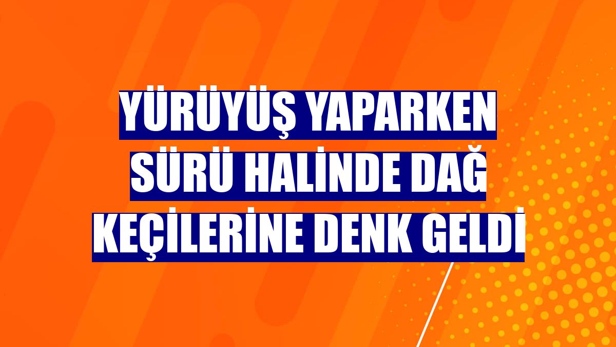 Yürüyüş yaparken sürü halinde dağ keçilerine denk geldi
