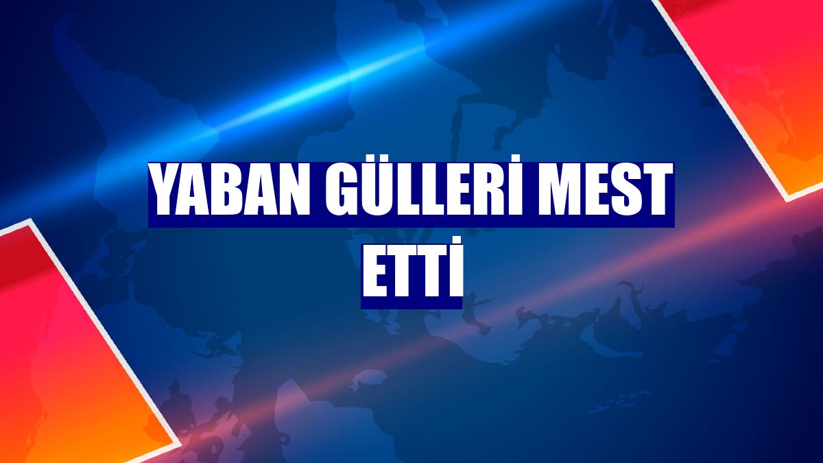 Yaban gülleri mest etti