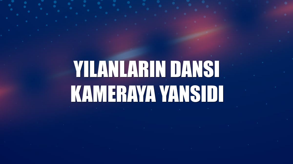 Yılanların dansı kameraya yansıdı