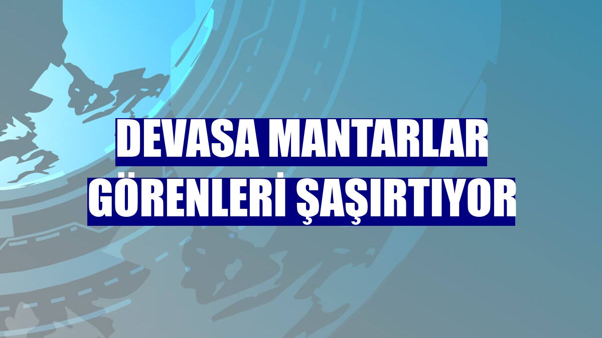 Devasa mantarlar görenleri şaşırtıyor