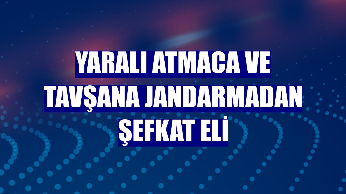 Yaralı atmaca ve tavşana jandarmadan şefkat eli