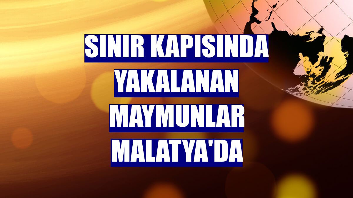 Sınır kapısında yakalanan maymunlar Malatya'da