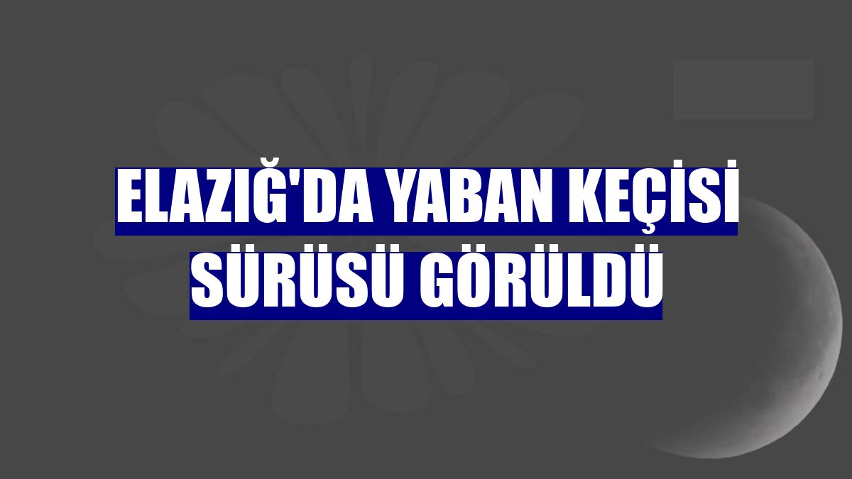 Elazığ'da yaban keçisi sürüsü görüldü