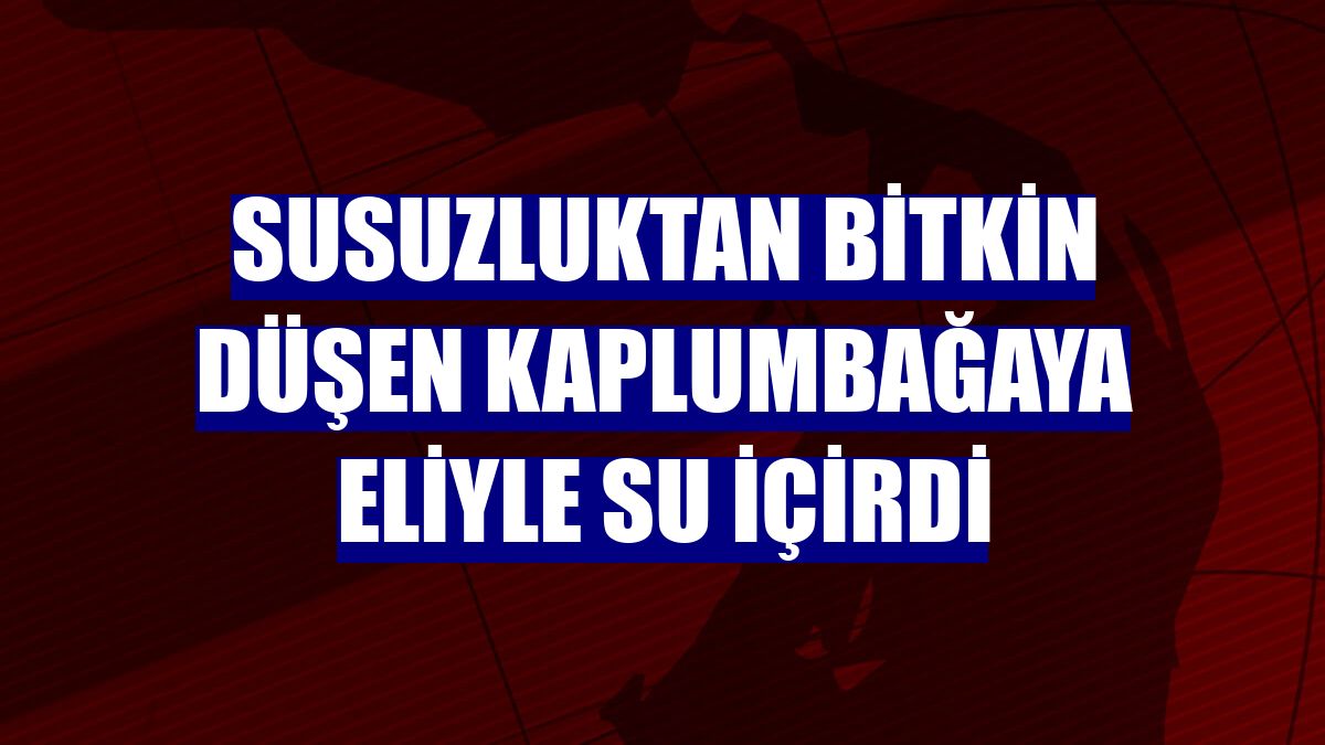 Susuzluktan bitkin düşen kaplumbağaya eliyle su içirdi