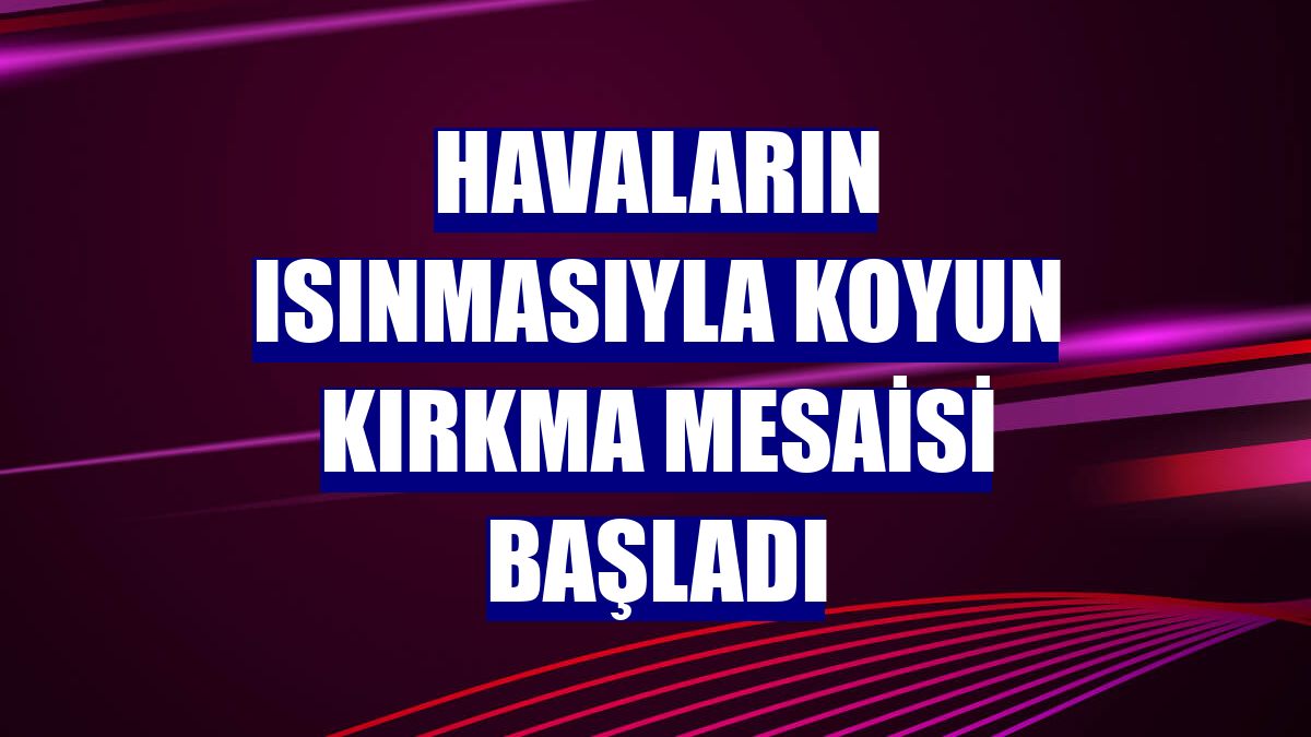Havaların ısınmasıyla koyun kırkma mesaisi başladı