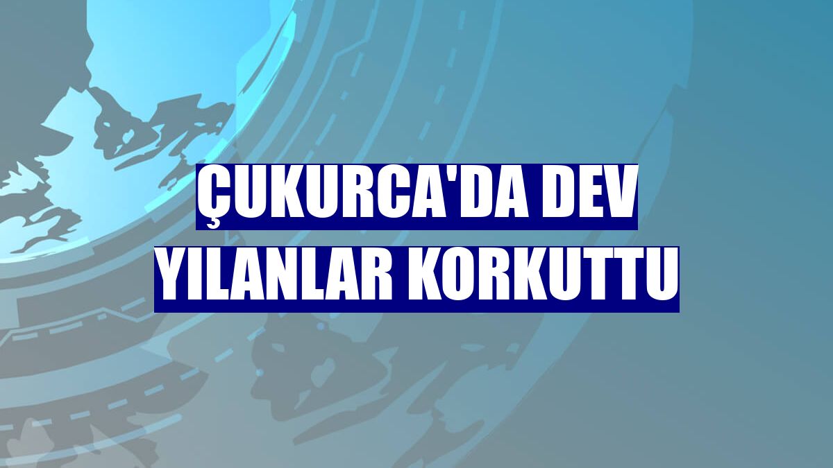 Çukurca'da dev yılanlar korkuttu