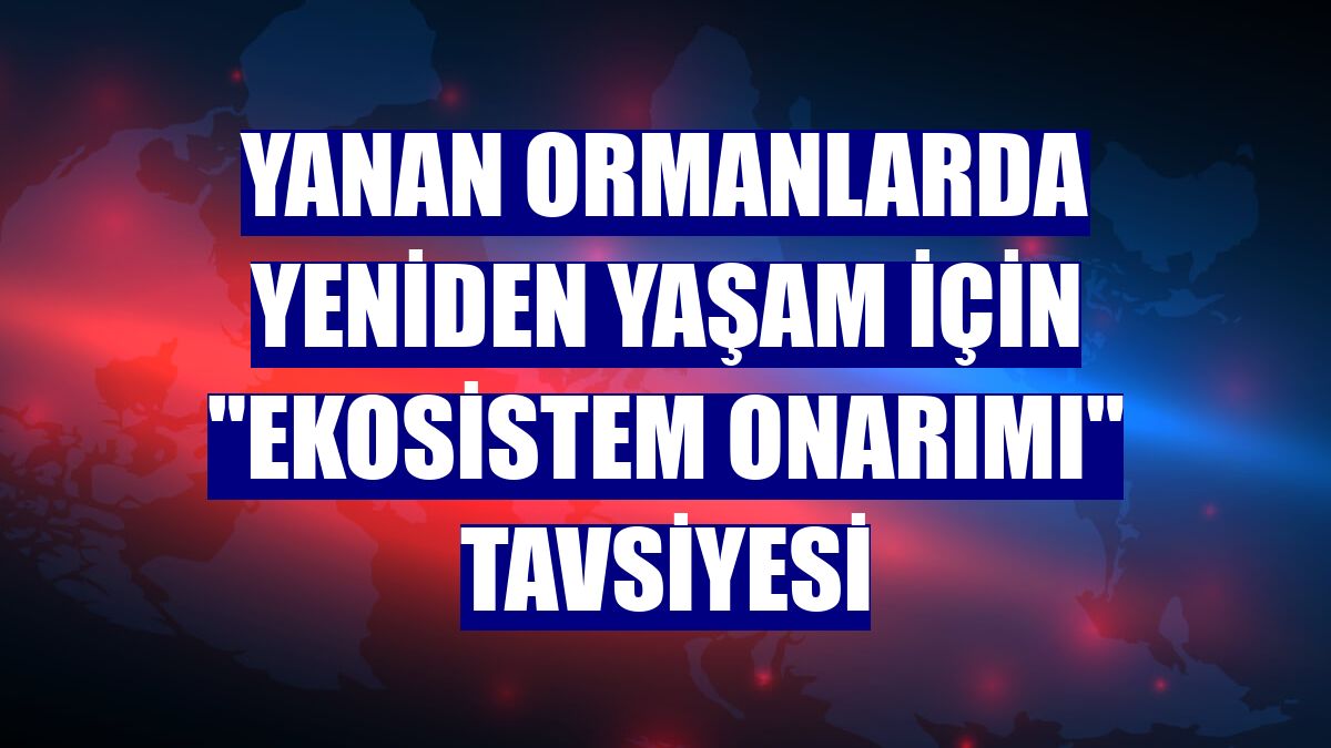 Yanan ormanlarda yeniden yaşam için "ekosistem onarımı" tavsiyesi