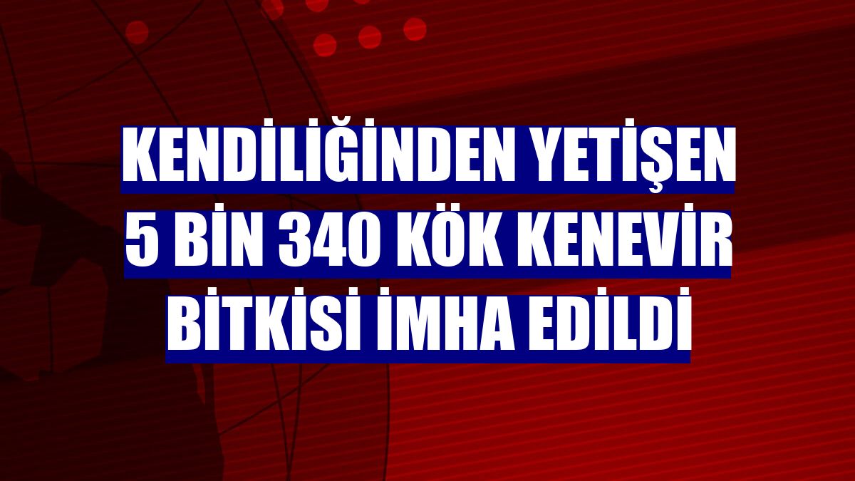 Kendiliğinden yetişen 5 bin 340 kök kenevir bitkisi imha edildi