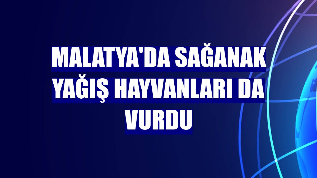 Malatya'da sağanak yağış hayvanları da vurdu