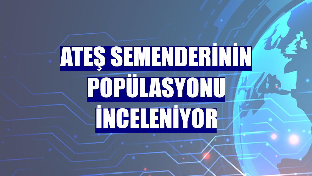 Ateş semenderinin popülasyonu inceleniyor