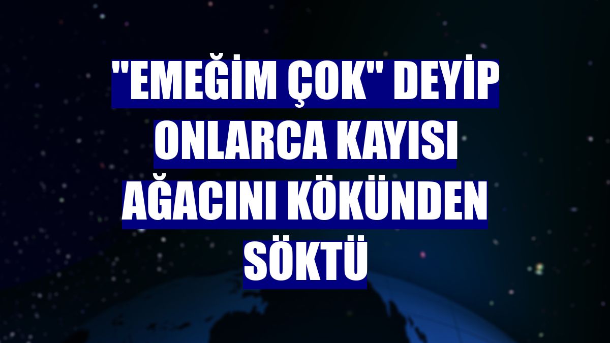 "Emeğim çok" deyip onlarca kayısı ağacını kökünden söktü