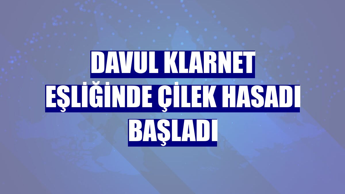Davul klarnet eşliğinde çilek hasadı başladı