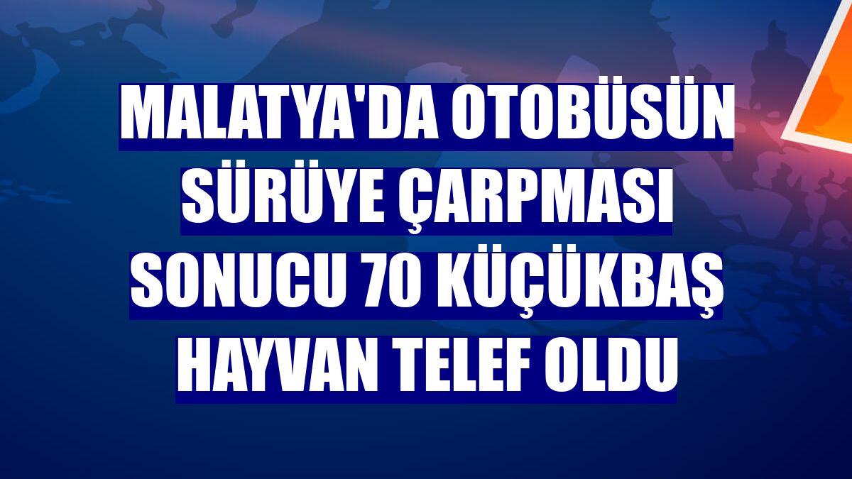 Malatya'da otobüsün sürüye çarpması sonucu 70 küçükbaş hayvan telef oldu