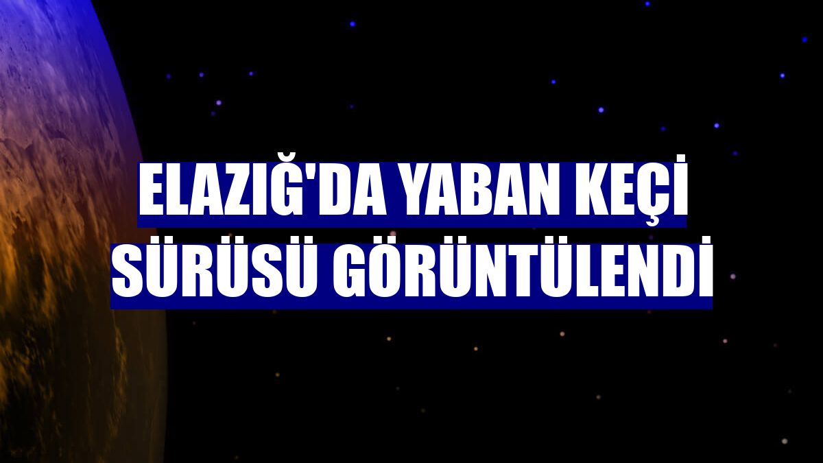 Elazığ'da yaban keçi sürüsü görüntülendi