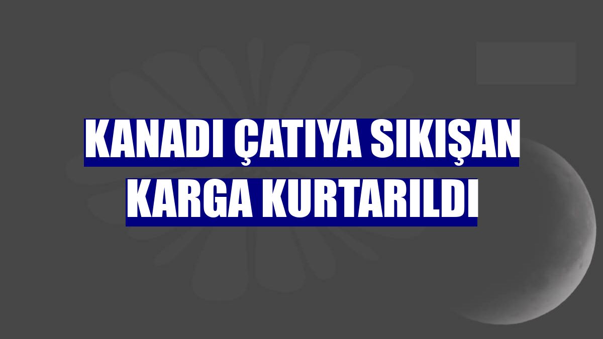 Kanadı çatıya sıkışan karga kurtarıldı