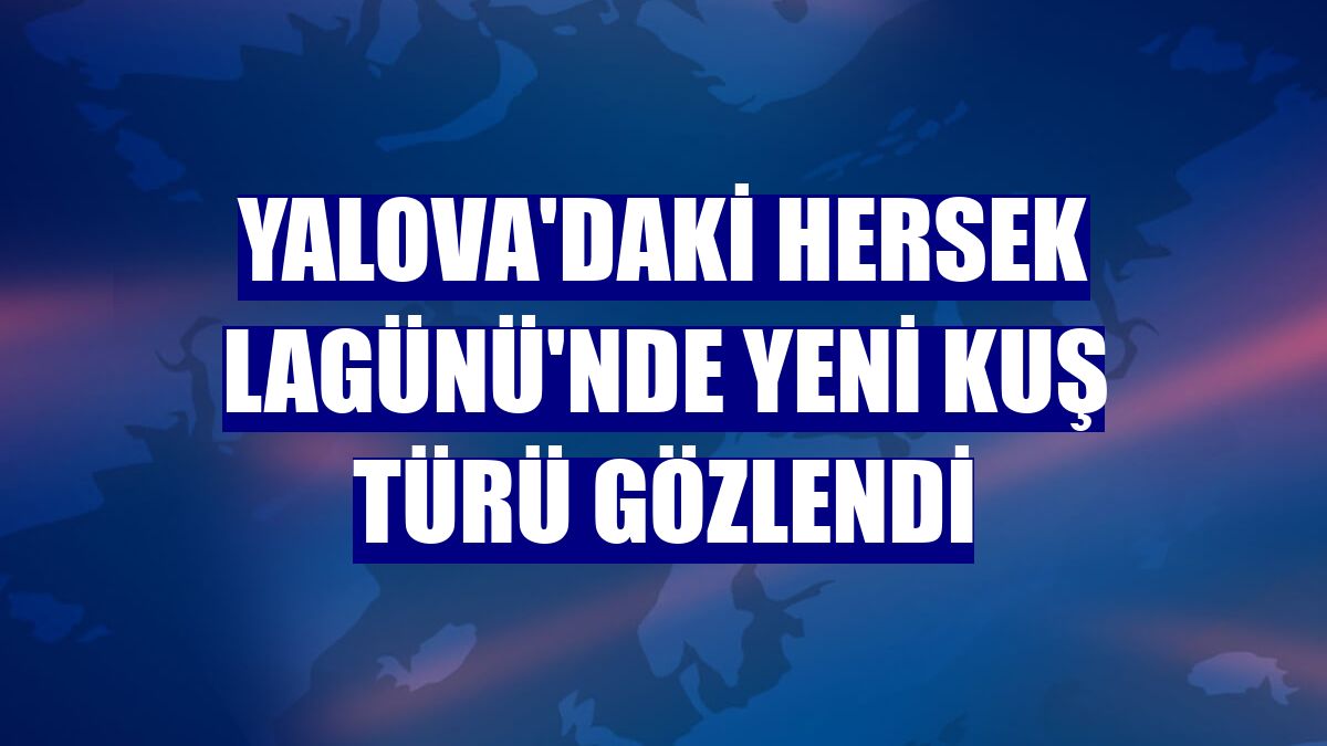 Yalova'daki Hersek Lagünü'nde yeni kuş türü gözlendi