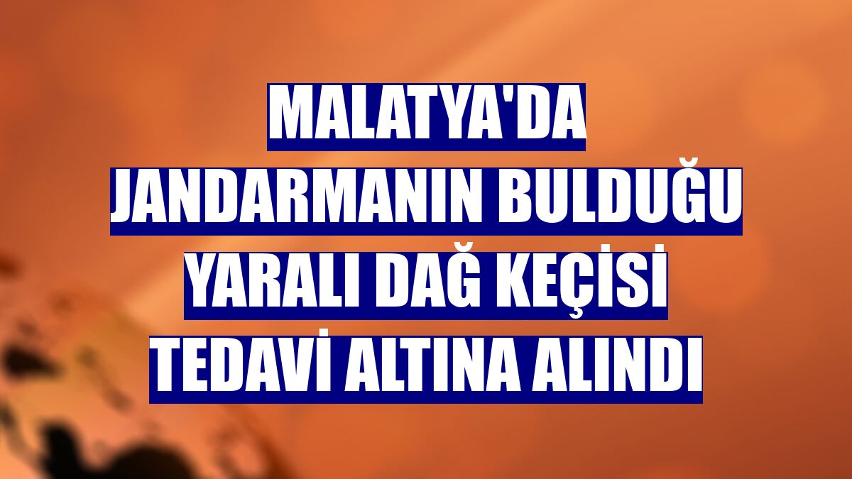 Malatya'da jandarmanın bulduğu yaralı dağ keçisi tedavi altına alındı
